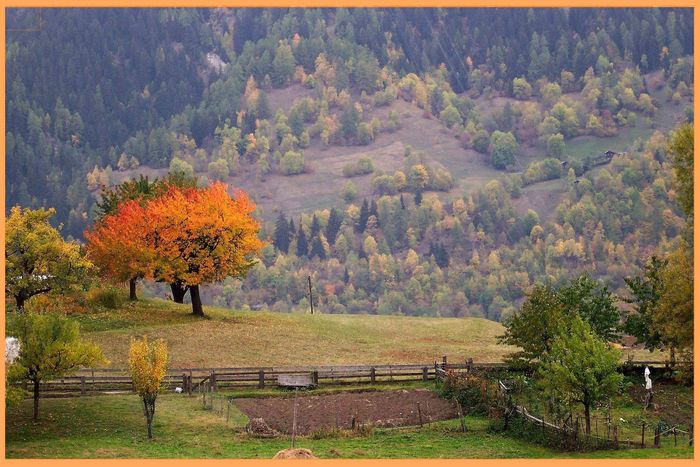 Baum in Festkleidung