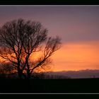 Baum in Flammen