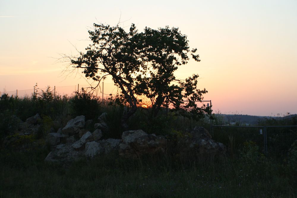 Baum in Flammen