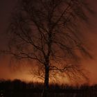 Baum in flammen