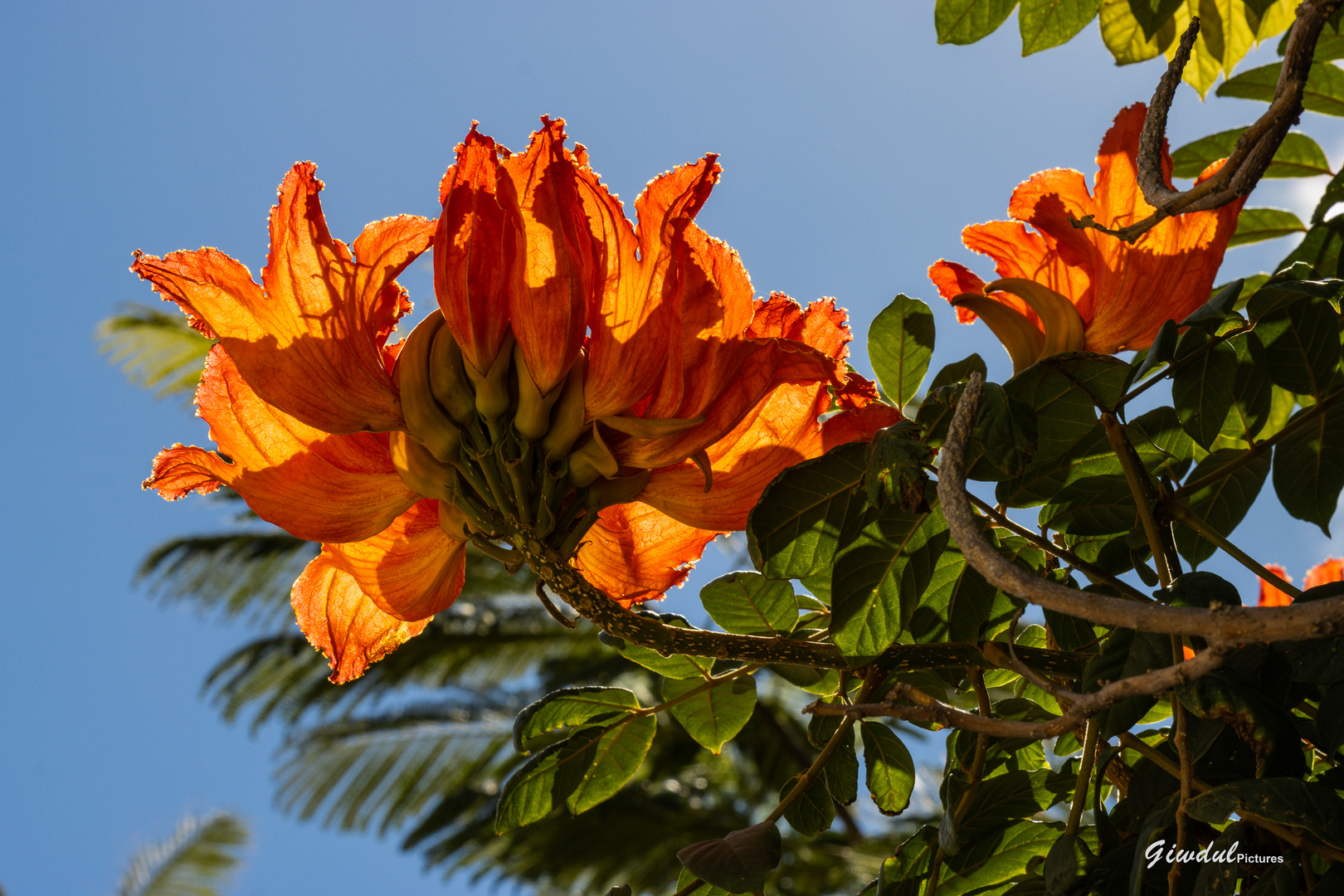 "Baum in Flammen"