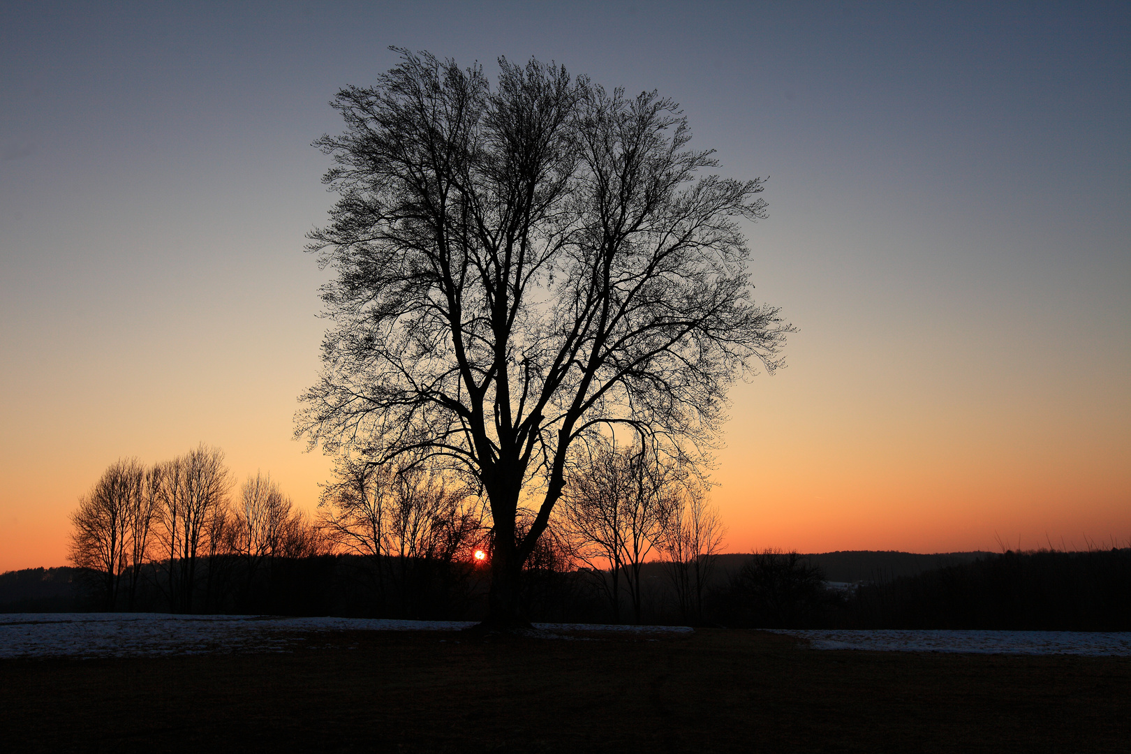 " Baum in Flammen"