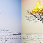 Baum in Flammen before and after