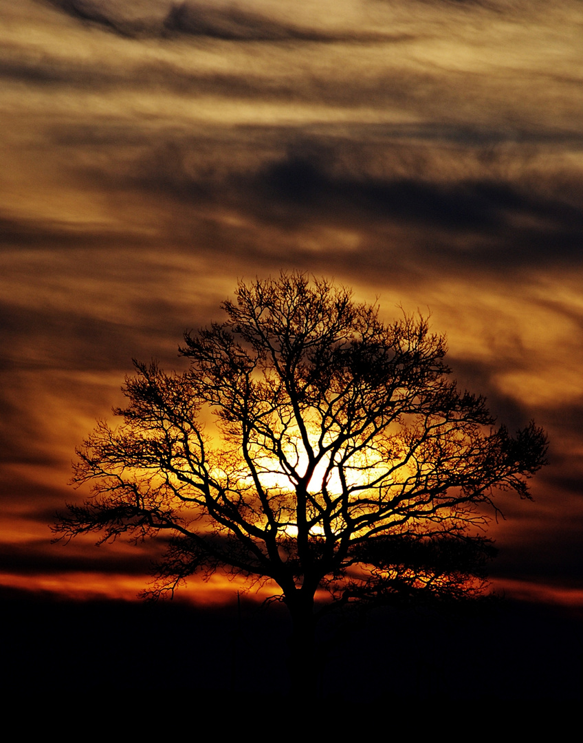 Baum in Flammen