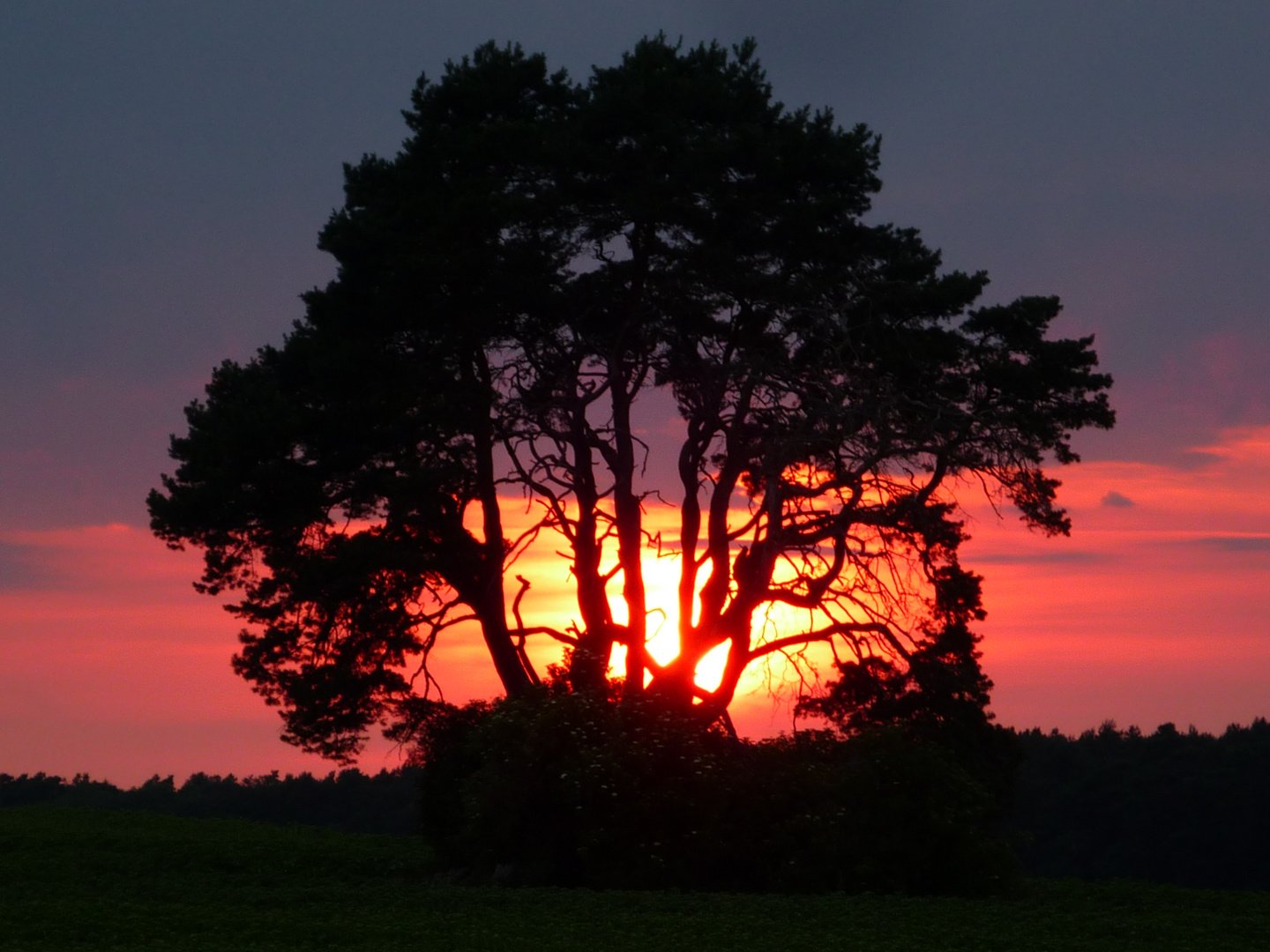 Baum in Flammen...