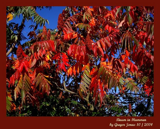 Baum in Flammen II