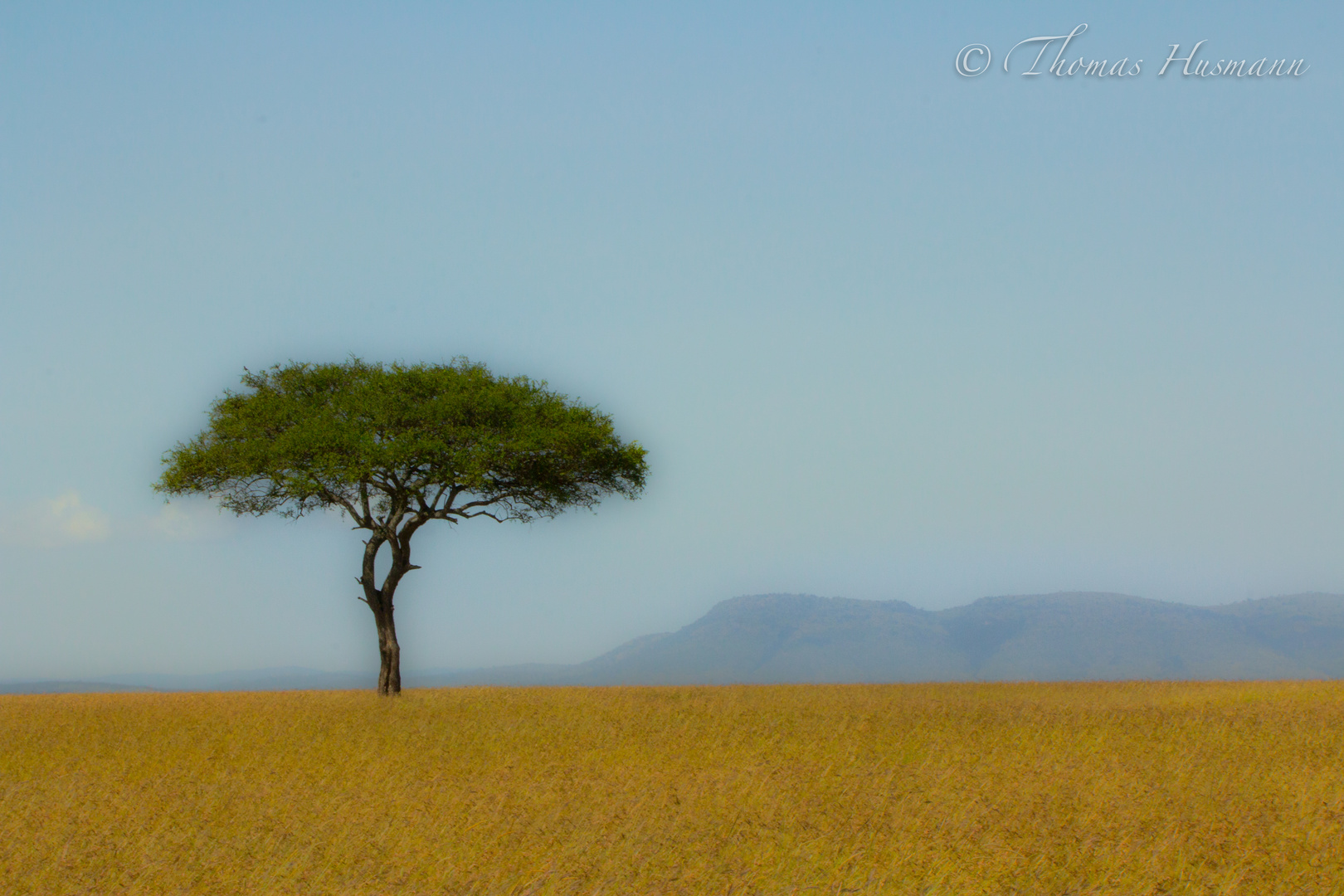 Baum in Freiheit