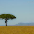 Baum in Freiheit