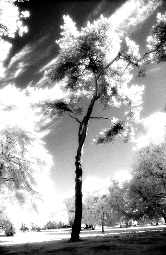 Baum in fremdem Licht