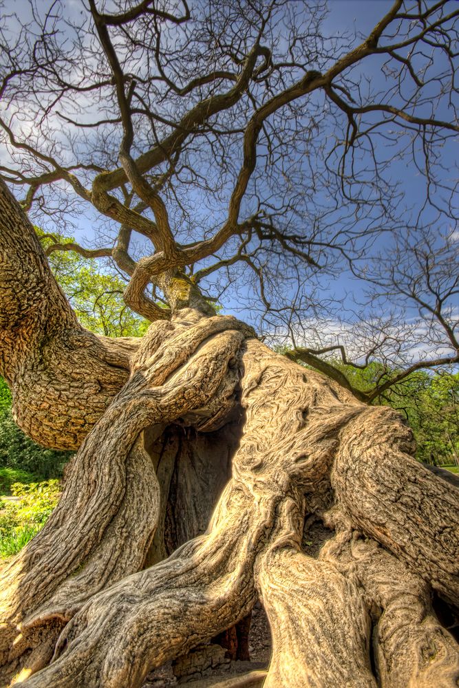 Baum in Friedrichsau Ulm