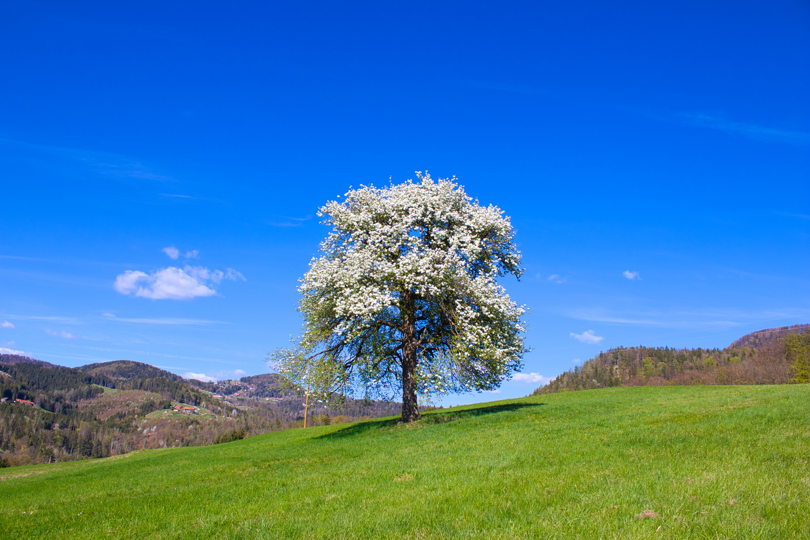 Baum in Frühlungsblüte