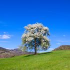 Baum in Frühlungsblüte