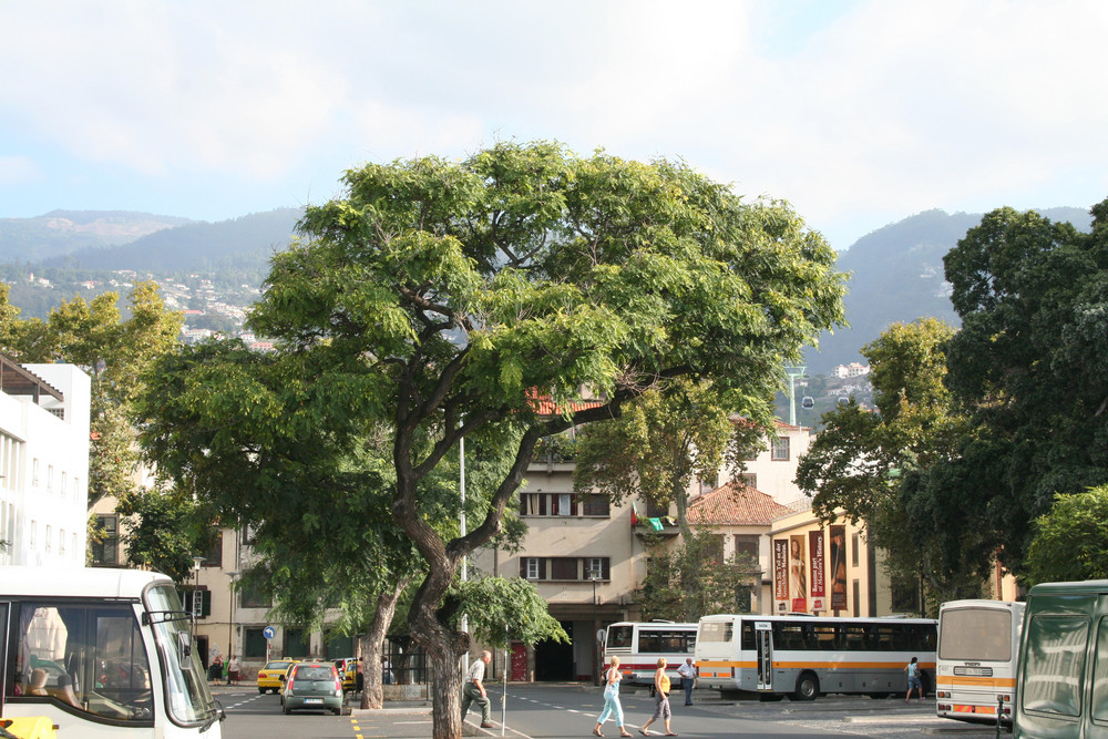 Baum in Funchal (Madeira)