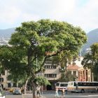 Baum in Funchal (Madeira)