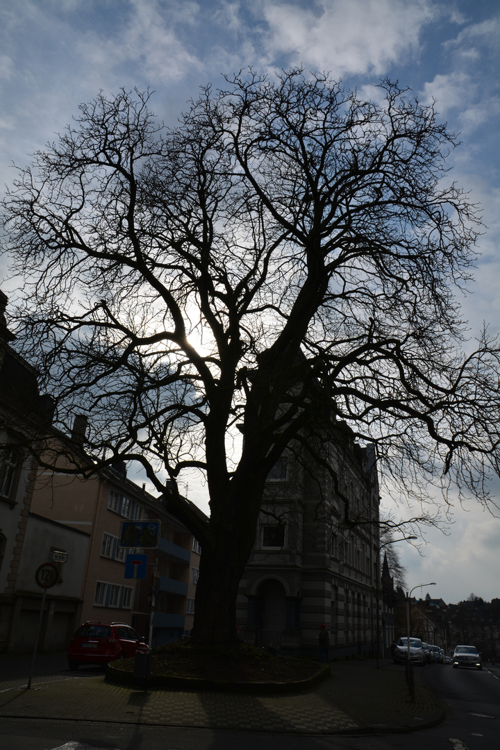 Baum in Gegenlicht