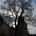 Baum in Gegenlicht