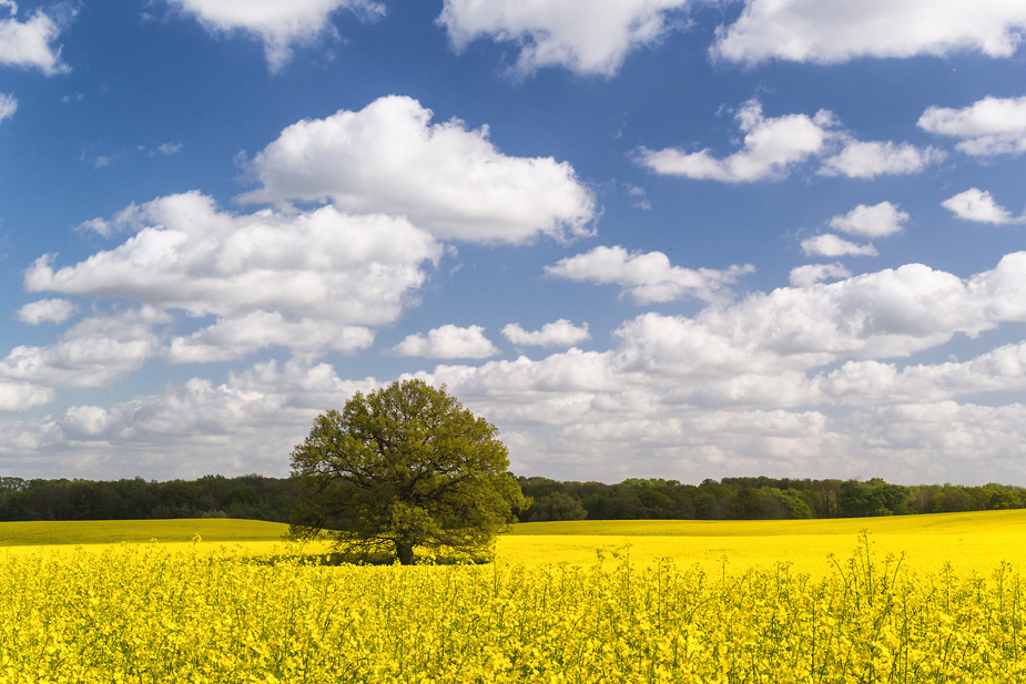 Baum in Gelb