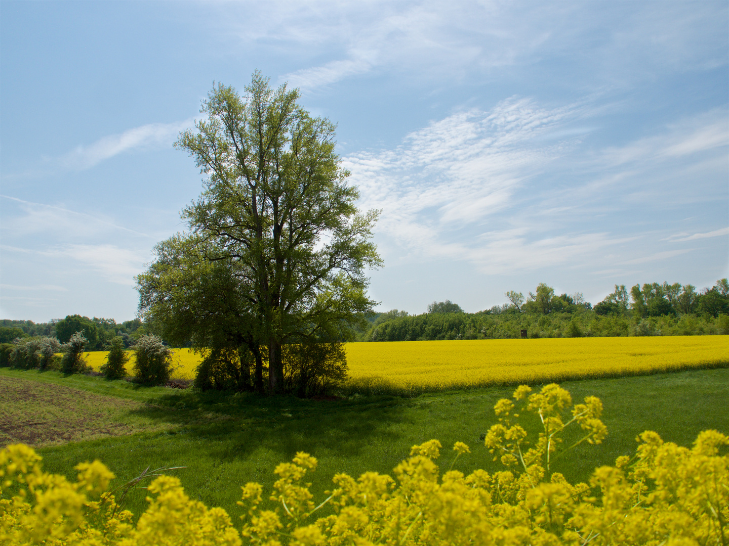 Baum in gelber Umgebung