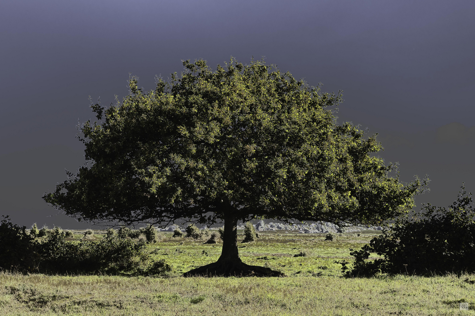 Baum in Geltinger Birk