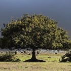 Baum in Geltinger Birk