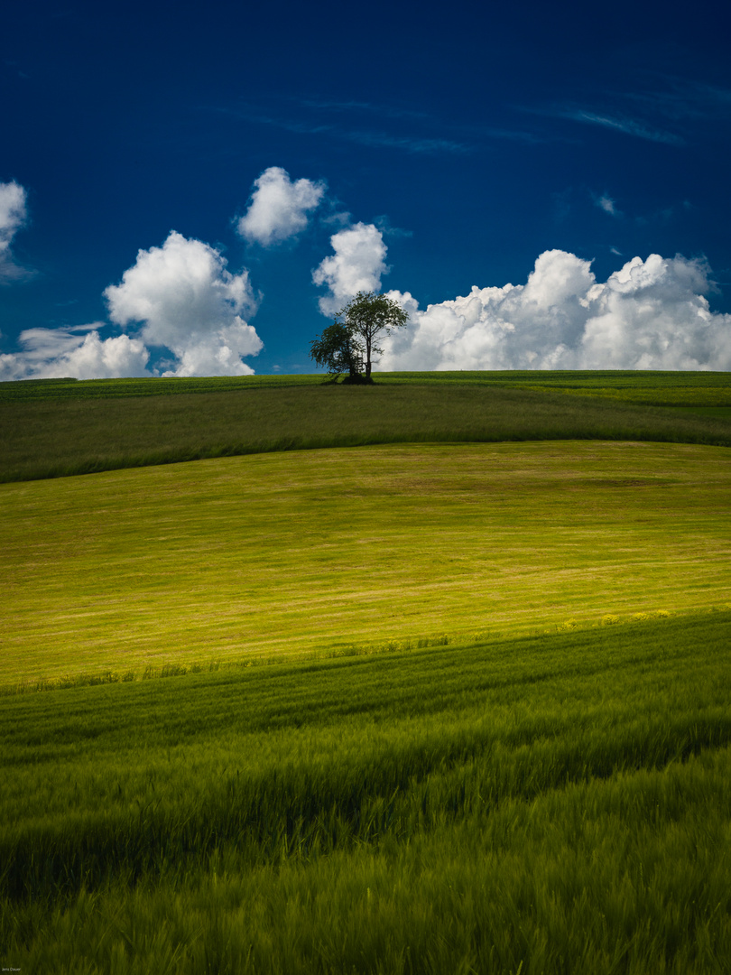 Baum in Glees