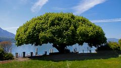 Baum in Gunten