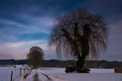 baum in Haarmoos