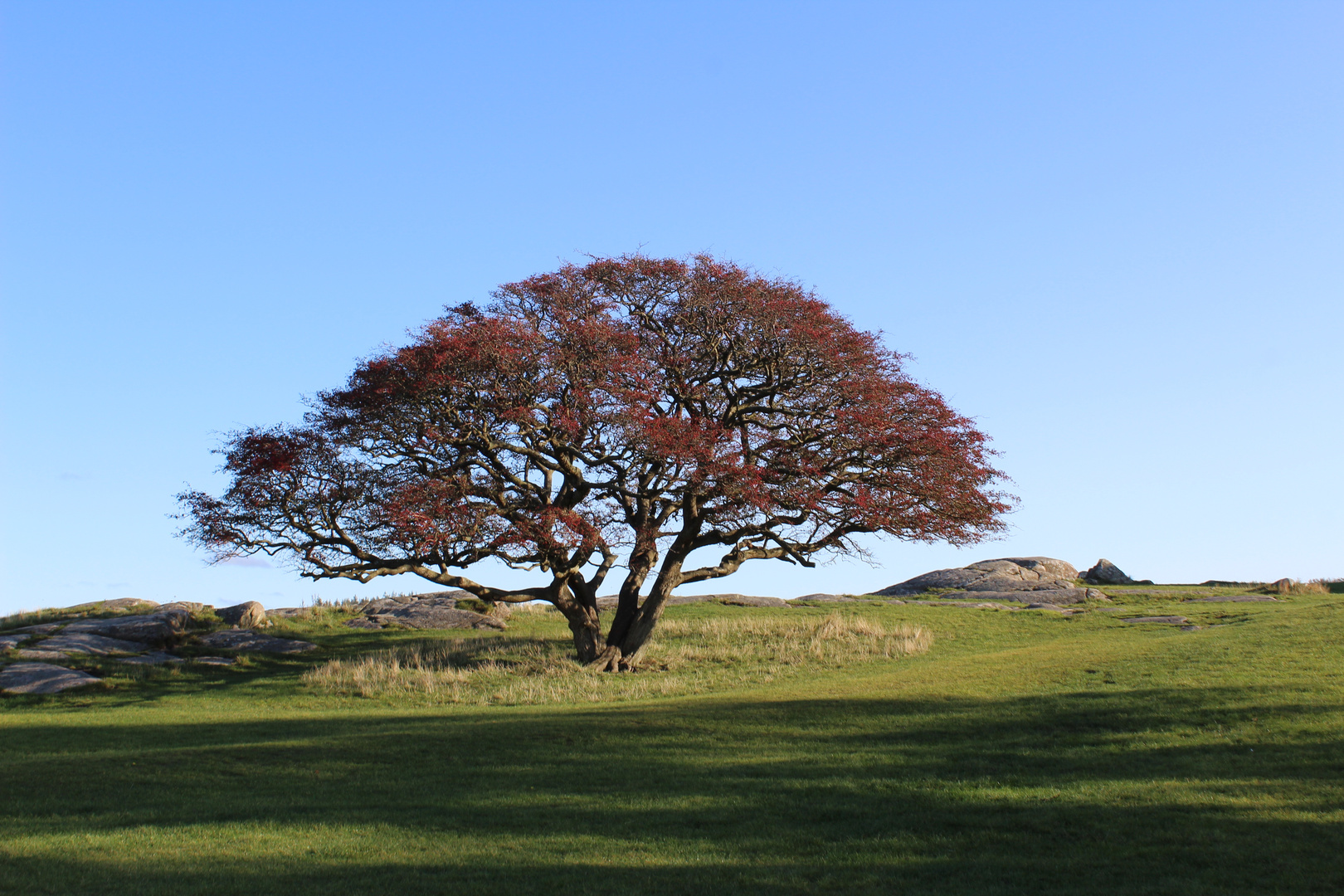 Baum in Hammershus