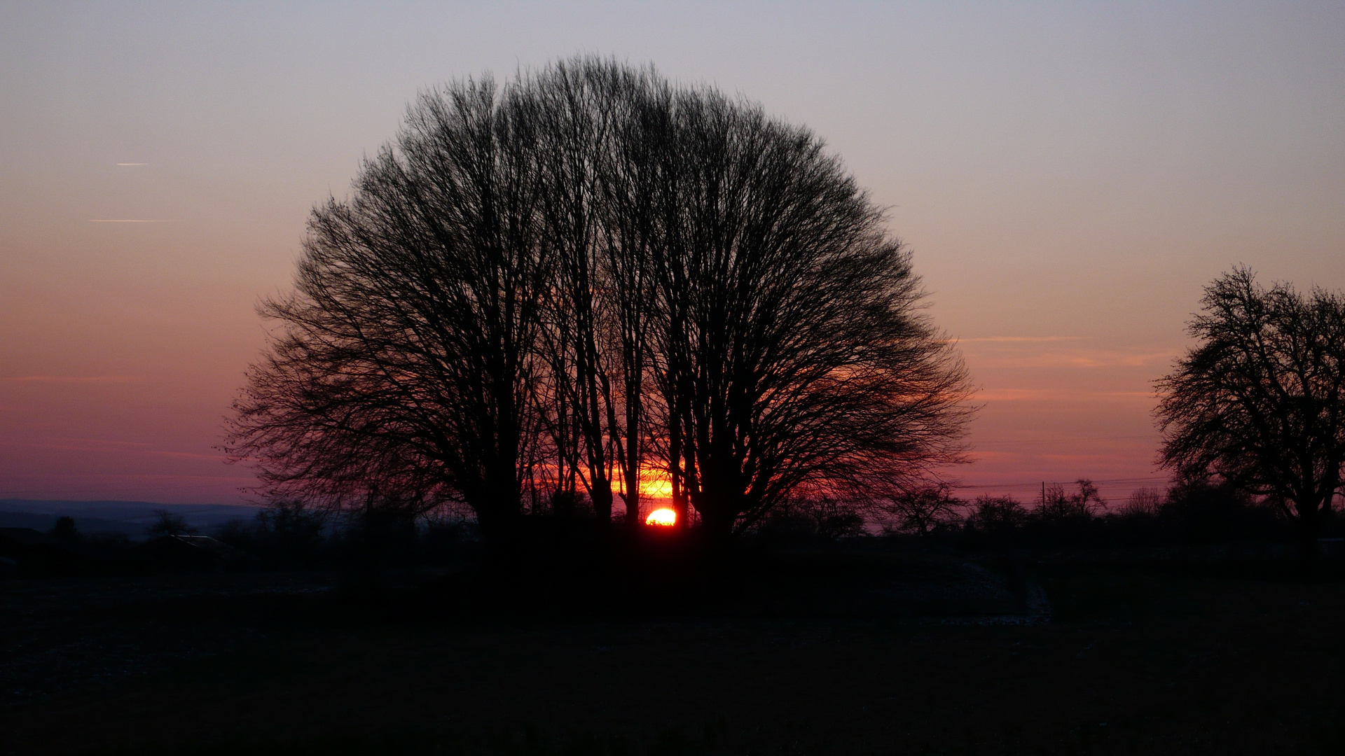  Baum in Harmonie auf der Ingersheimer Höhe