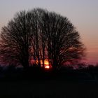  Baum in Harmonie auf der Ingersheimer Höhe