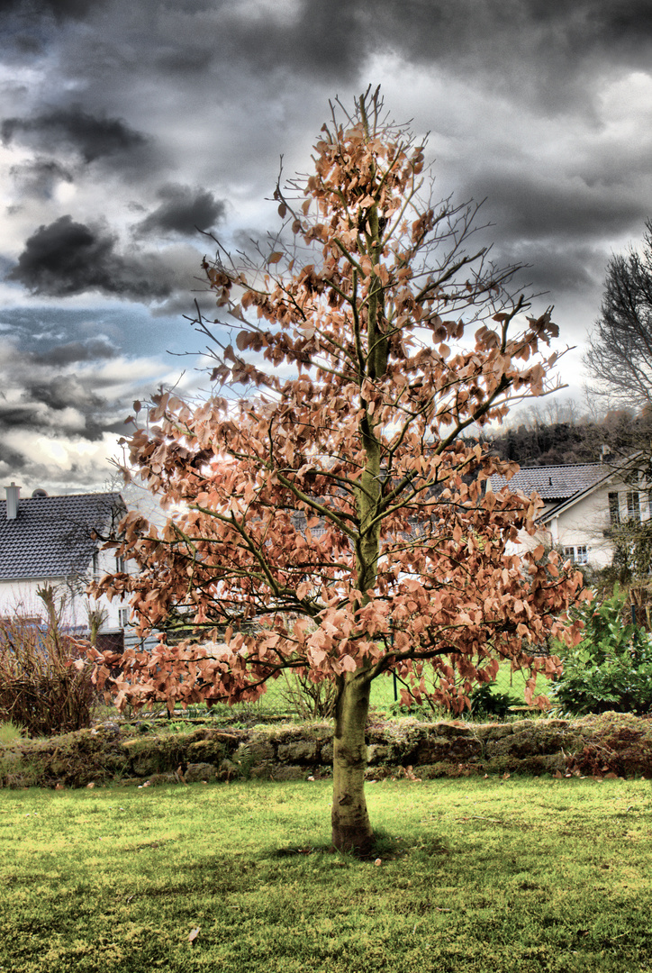 Baum in HDR