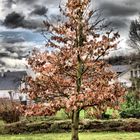 Baum in HDR