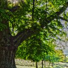 Baum in HDR