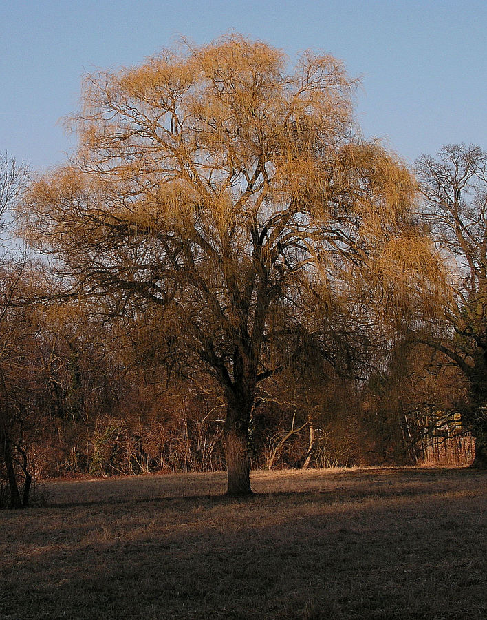 Baum in Herbstfarben