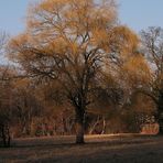 Baum in Herbstfarben