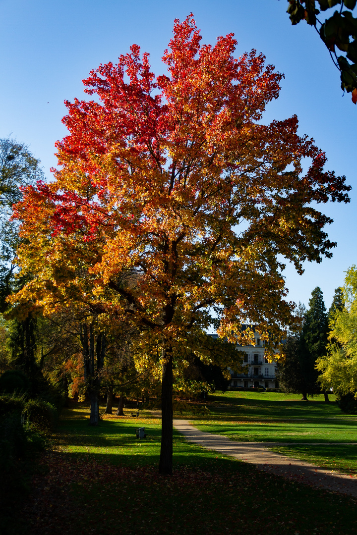 Baum in Herbstfarben