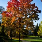 Baum in Herbstfarben