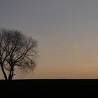 Baum in herbstlicher Abenddämmerung