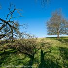 Baum in herbstlicher Landschaft