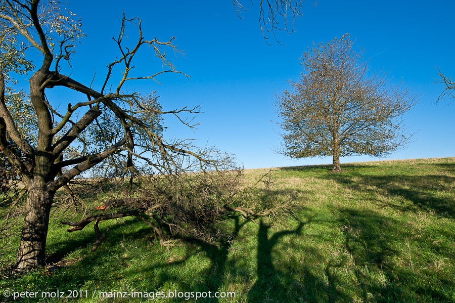 Baum in herbstlicher Landschaft