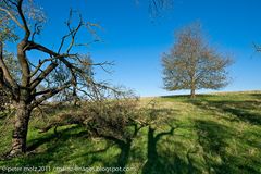 Baum in herbstlicher Landschaft