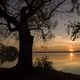 Baum in herbstlicher Sonnenuntergangsstimmung am Wrthsee