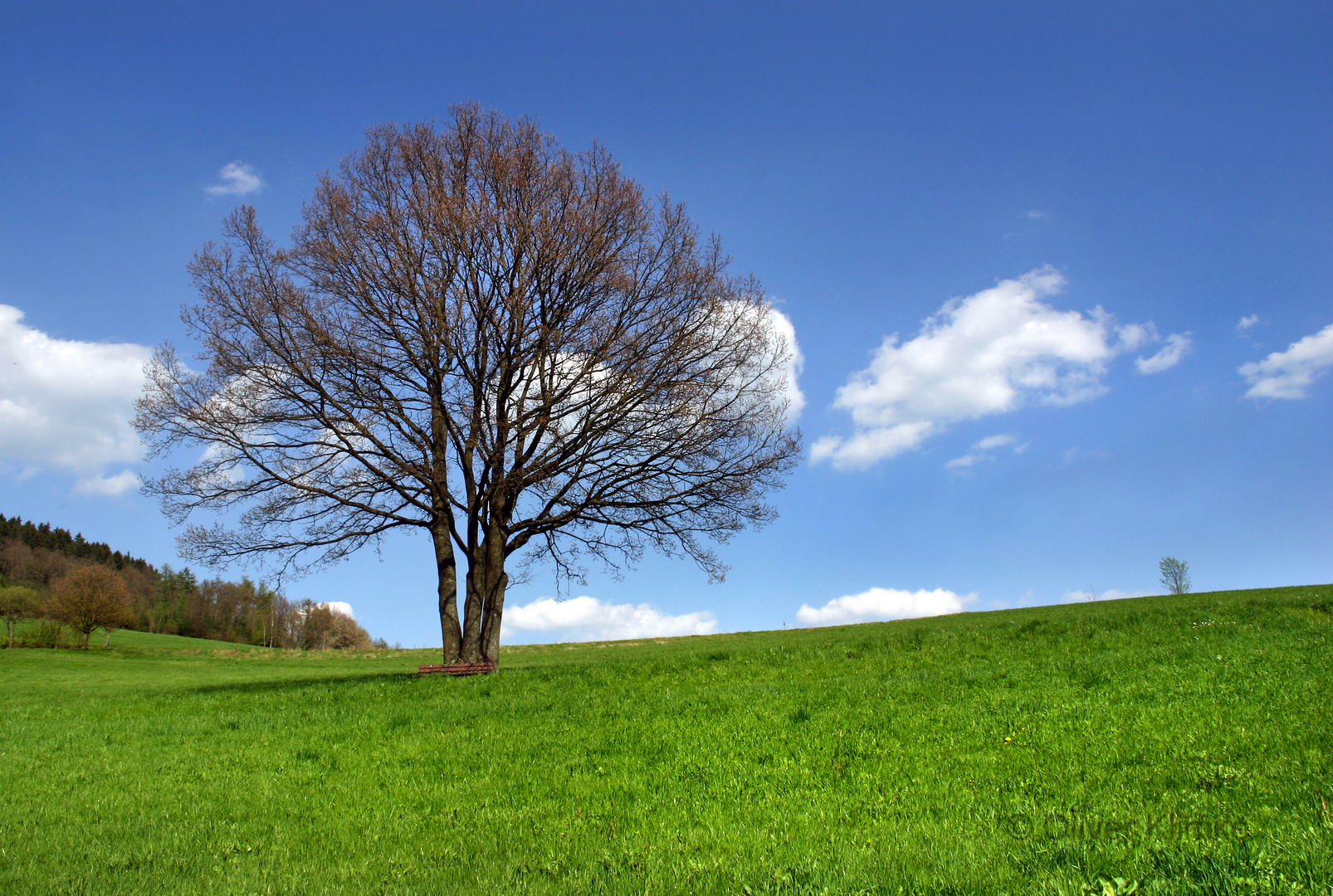 Baum in Hilchenbach-Vormwald