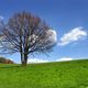 Baum in Hilchenbach-Vormwald