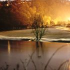 Baum in Hochwasser