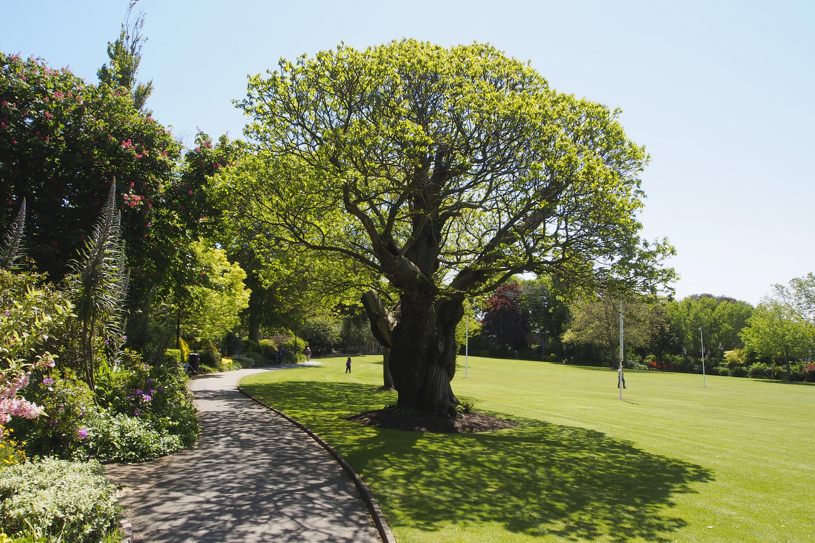 Baum in Howard Davis Park in St. Helier