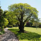 Baum in Howard Davis Park in St. Helier