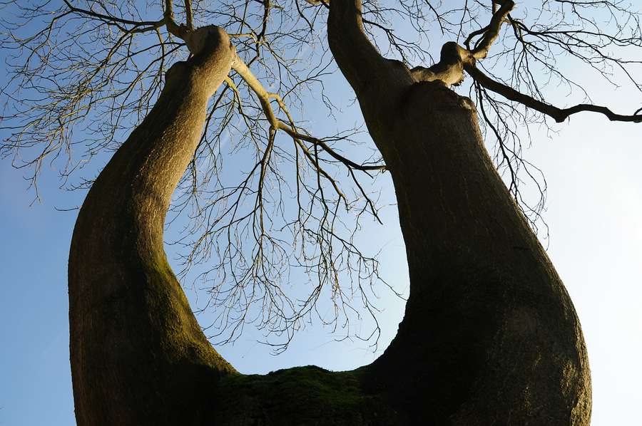 Baum in Hufeisenform