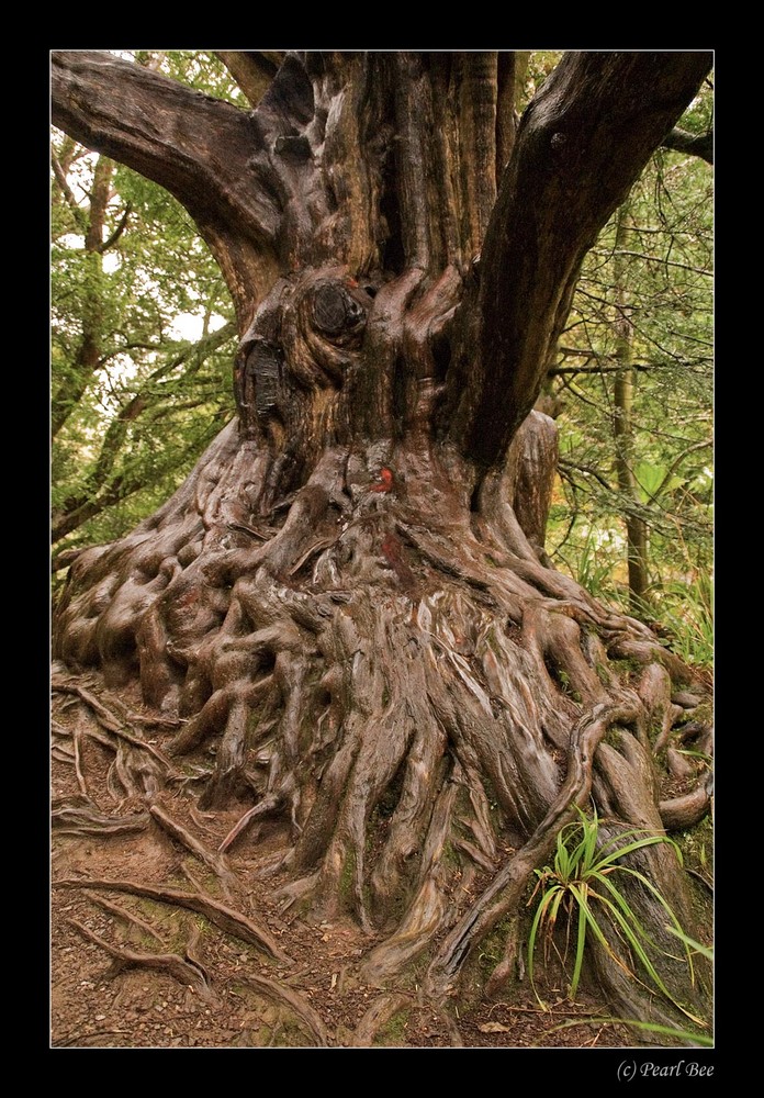 Baum in Irland