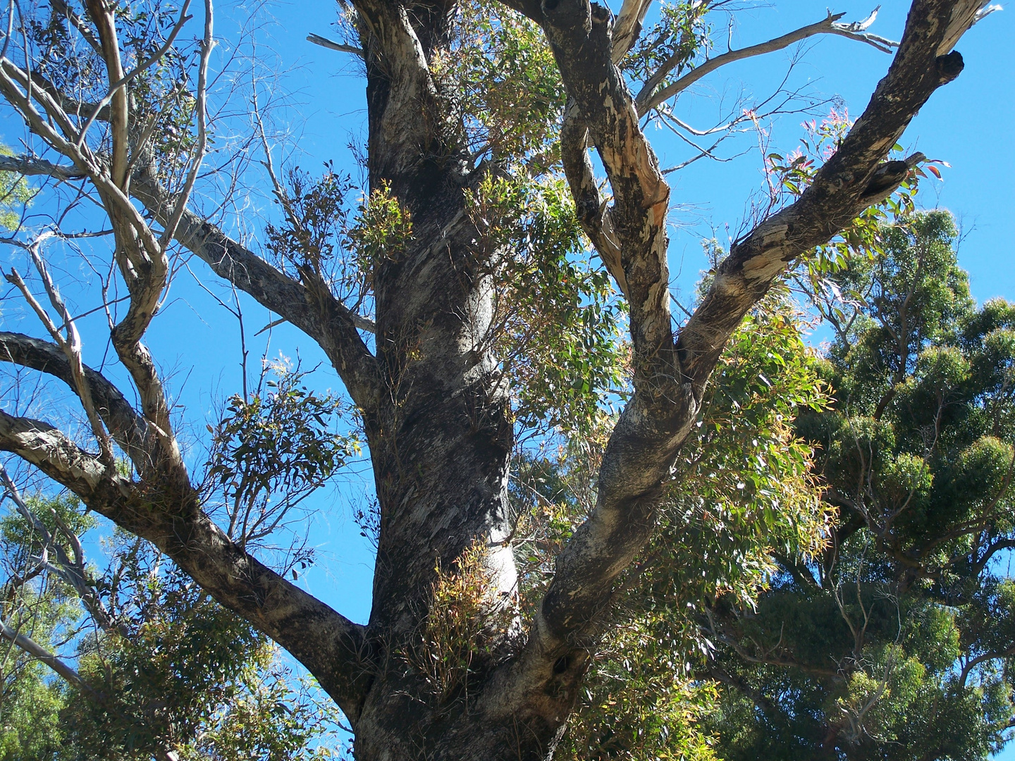 Baum in Kapstadt